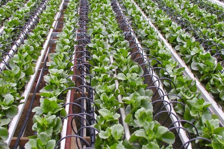 agricultura de precision